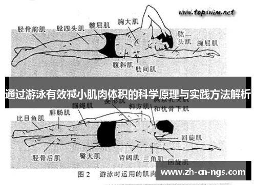 通过游泳有效减小肌肉体积的科学原理与实践方法解析